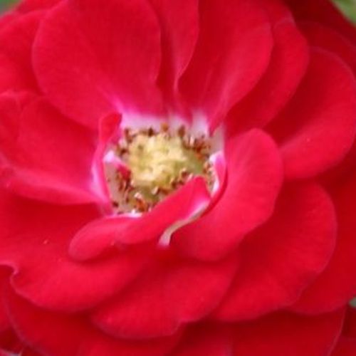 Rosa  Mandy ® - róża bez zapachu - Róże pienne - z drobnymi kwiatami - czerwony  - W. Kordes & Sons - korona zwarta - -
